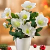 Christrose „Noelia“
