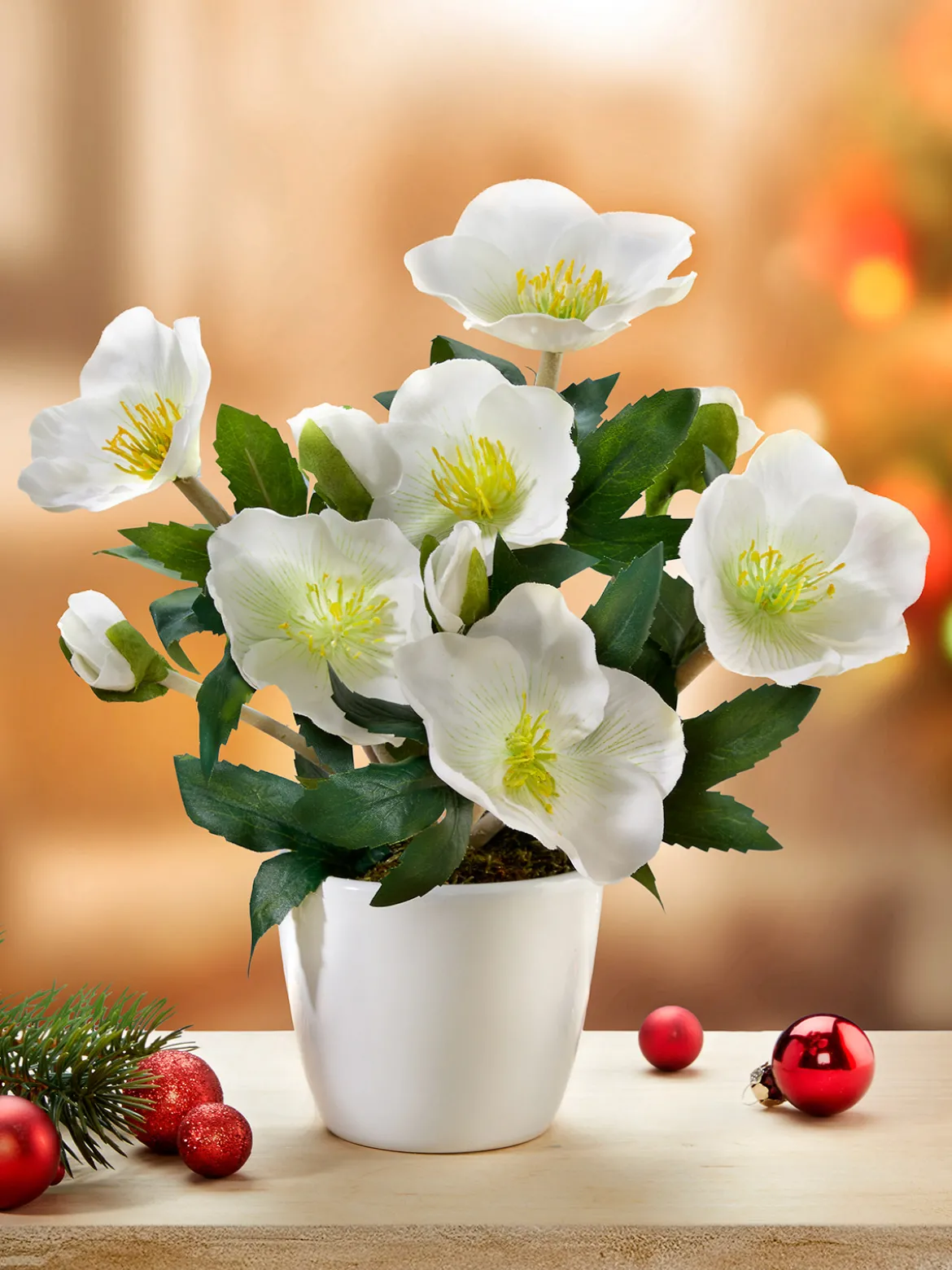 Christrose „Noelia“