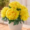 Chrysantheme „Goldblüte“