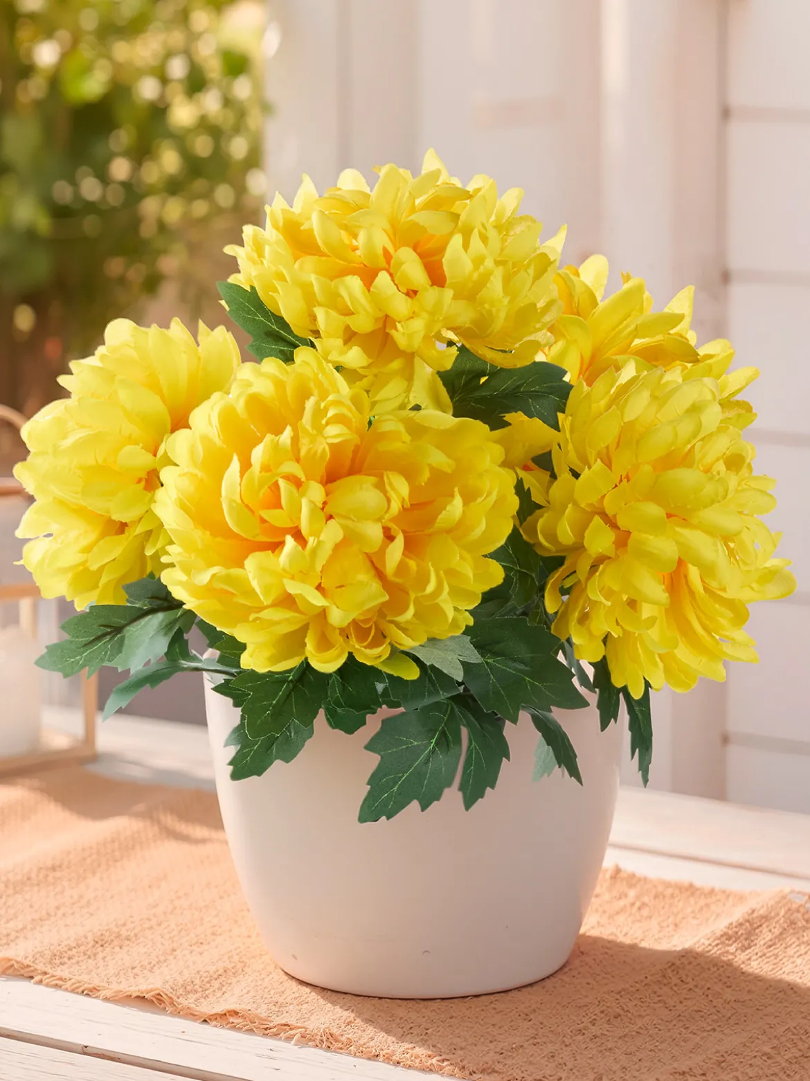 Chrysantheme „Goldblüte“