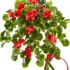 Geranien-Hänger „Rubina“, rot