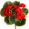 Mini-Geranienpick, rot