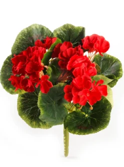Mini-Geranienpick, rot