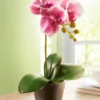 Orchidee „Alyssa“