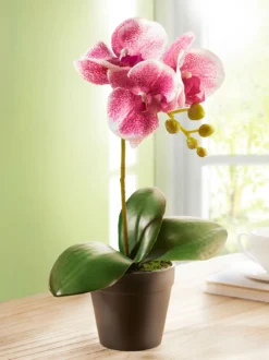 Orchidee „Alyssa“