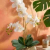 Orchidee in Keramikschale