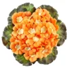 Primel-Pick, orange