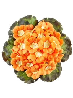 Primel-Pick, orange