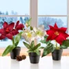 Weihnachtsblumen-Trio