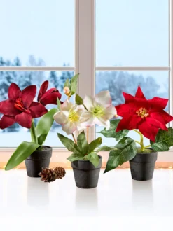 Weihnachtsblumen-Trio